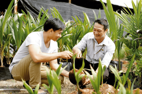 ben tre plantagen vietnam med kokosnÃ¸dder og cocoxim